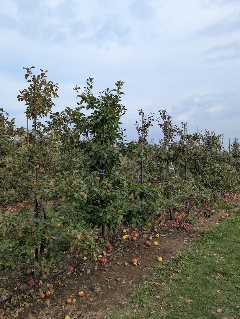 Apple Trees Growing in Ottawa
